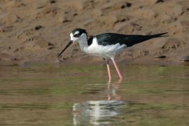 Szczudłak białobrewy - Himantopus mexicanus - Black-necked Stillt