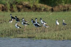 Szczudłak białobrewy - Himantopus mexicanus - Black-necked Stillt