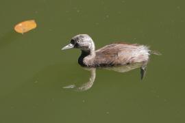 Perkoz białoskrzydły -Tachybaptus dominicus - Least Grebe