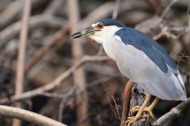 Ślepowron - Nycticorax nycticorax - Black-crowned Night-Heron