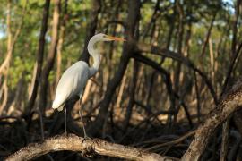 Czapla biała - Ardea alba - Western Great Egret