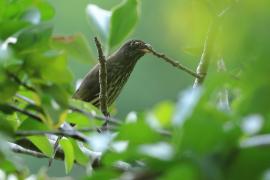 Palmowiec - Dulus dominicus - Palmchat