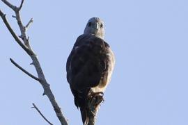 Myszołów siwogłowy - Buteo ridgwayi - Ridgway's Hawk