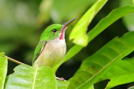 Płaskodziobek duży - Todus subulatus - Broad-billed Tody