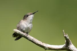 Koliberek miodowy - Mellisuga minima - Vervain Hummingbird