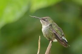 Koliberek miodowy - Mellisuga minima - Vervain Hummingbird