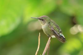 Koliberek miodowy - Mellisuga minima - Vervain Hummingbird