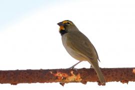 Kubanik - Tiaris olivaceus - Yellow-faced Grassquit