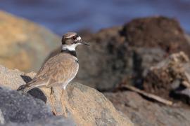 Sieweczka krzykliwa - Charadrius vociferus - Killdeer