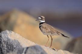 Sieweczka krzykliwa - Charadrius vociferus - Killdeer