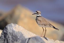 Sieweczka krzykliwa - Charadrius vociferus - Killdeer