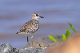 Siewnica - Pluvialis squatarola - Grey Plover