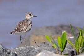 Siewnica - Pluvialis squatarola - Grey Plover