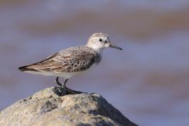 Biegus tundrowy - Calidris pusilla - Semipalmated Sandpiper