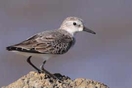 Biegus tundrowy - Calidris pusilla - Semipalmated Sandpiper