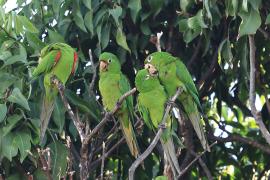 Szmaragdolotka haitańska - Psittacara chloropterus - Hispaniolan Parakeet