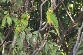 Szmaragdolotka haitańska - Psittacara chloropterus - Hispaniolan Parakeet