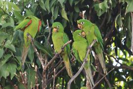 Szmaragdolotka haitańska - Psittacara chloropterus - Hispaniolan Parakeet