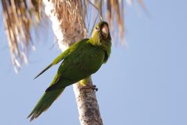 Szmaragdolotka haitańska - Psittacara chloropterus - Hispaniolan Parakeet