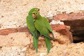 Szmaragdolotka haitańska - Psittacara chloropterus - Hispaniolan Parakeet