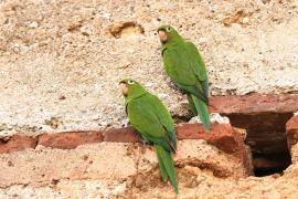 Szmaragdolotka haitańska - Psittacara chloropterus - Hispaniolan Parakeet