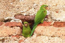 Szmaragdolotka haitańska - Psittacara chloropterus - Hispaniolan Parakeet