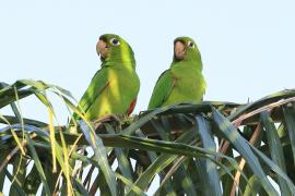 Szmaragdolotka haitańska - Psittacara chloropterus - Hispaniolan Parakeet