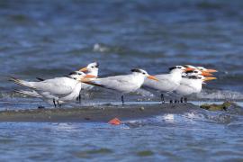 Rybitwa królewska - Thalasseus maximus - Royal Tern