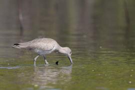 Błotowiec - Tringa semipalmata - Willet