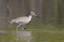 Błotowiec - Tringa semipalmata - Willet