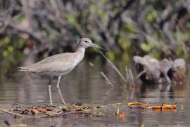 Błotowiec - Tringa semipalmata - Willet