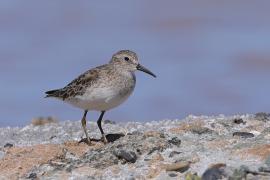 Biegus karłowaty - Calidris minutilla - Least Sandpiper