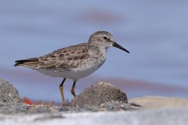 Biegus karłowaty - Calidris minutilla - Least Sandpiper