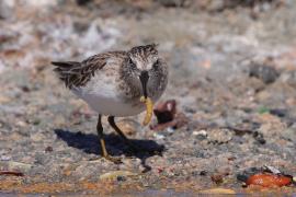 Biegus karłowaty - Calidris minutilla - Least Sandpiper