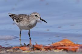 Biegus karłowaty - Calidris minutilla - Least Sandpiper