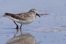 Biegus karłowaty - Calidris minutilla - Least Sandpiper