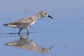 Biegus tundrowy - Calidris pusilla - Semipalmated Sandpiper