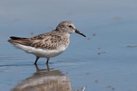 Biegus karłowaty - Calidris minutilla - Least Sandpiper