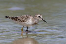 Biegus karłowaty - Calidris minutilla - Least Sandpiper