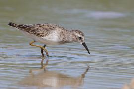 Biegus karłowaty - Calidris minutilla - Least Sandpiper