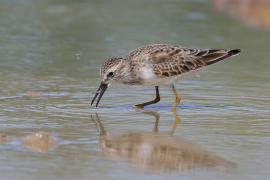 Biegus karłowaty - Calidris minutilla - Least Sandpiper