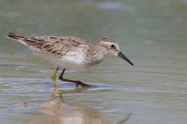 Biegus karłowaty - Calidris minutilla - Least Sandpiper