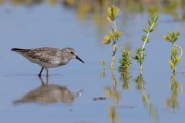 Biegus karłowaty - Calidris minutilla - Least Sandpiper