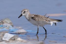 Biegus tundrowy - Calidris pusilla - Semipalmated Sandpiper