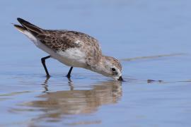 Biegus karłowaty - Calidris minutilla - Least Sandpiper