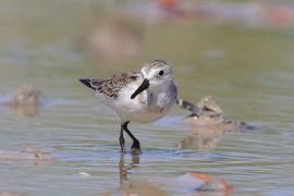 Biegus tundrowy - Calidris pusilla - Semipalmated Sandpiper