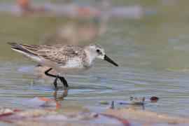 Biegus tundrowy - Calidris pusilla - Semipalmated Sandpiper