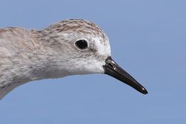 Biegus tundrowy - Calidris pusilla - Semipalmated Sandpiper