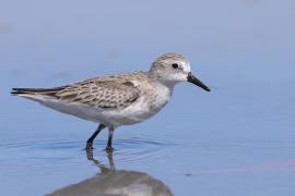 Biegus tundrowy - Calidris pusilla - Semipalmated Sandpiper