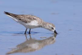 Biegus tundrowy - Calidris pusilla - Semipalmated Sandpiper